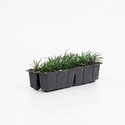 DWARF MONDO GRASS Sydney's Plant Market